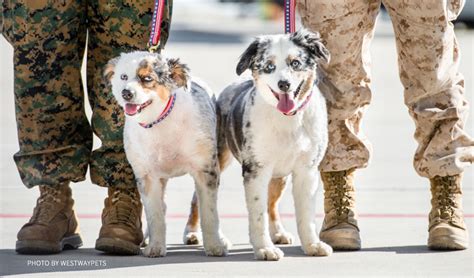 Dogs on deployment. Things To Know About Dogs on deployment. 